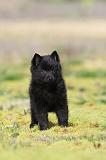 SCHIPPERKE 195